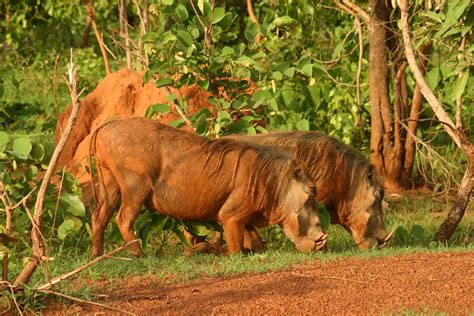 ghana | The Mole National Park is the largest of Ghana's Nat… | Flickr