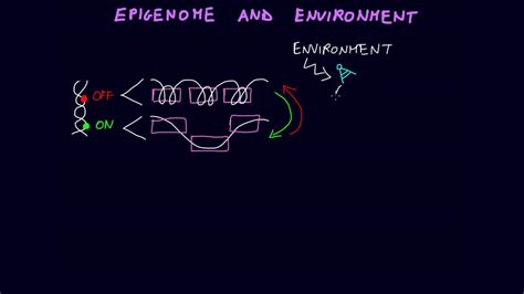 Epigenome and Environment - YouTube