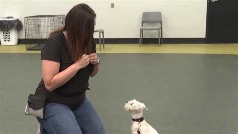 How Nebraska Humane Society gets dogs ready for adoption