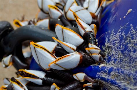 Gooseneck Barnacles – Focusing on Wildlife