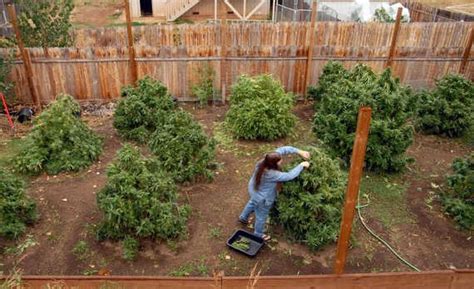 Growing Marijuana Outdoors – How to Grow the Easy Way