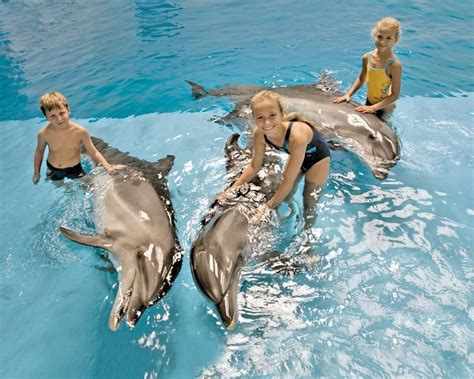 Swimming with our lovely Dolphins! Dubai Travel, Just Do It, Dolphins, Vacations, Swimming ...