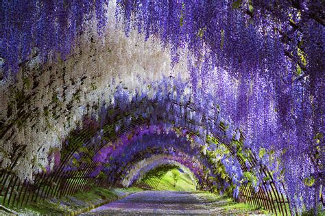 10+ Gorgeous Wisteria Tree Tunnels You Can Only Find in Japan