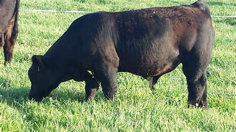 Bulls | Dickson Simmental Cattle