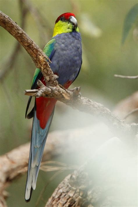 Red-capped Parrot | BIRDS in BACKYARDS