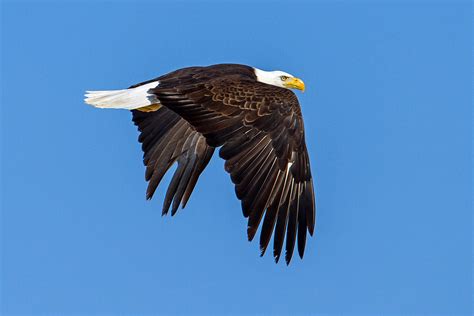 Bald Eagle. St. Albert, Alberta. April 2020. | Mike Borlé | Flickr