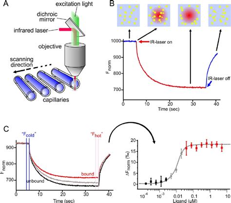 What is Antibody KD - Creative Diagnostics