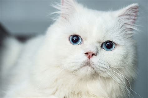 4 Things to Know About Cats With Blue Eyes - Catster