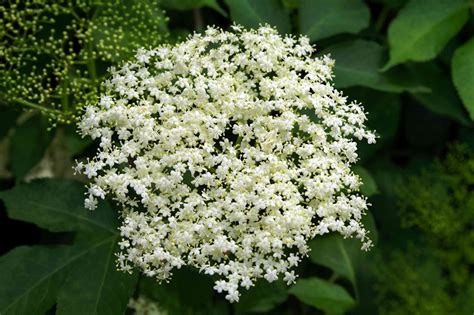 Common Elderberry: Plant Care & Growing Guide