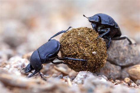 Crappy News for the Dung Beetle and Agriculture, Greenhouse Gasses