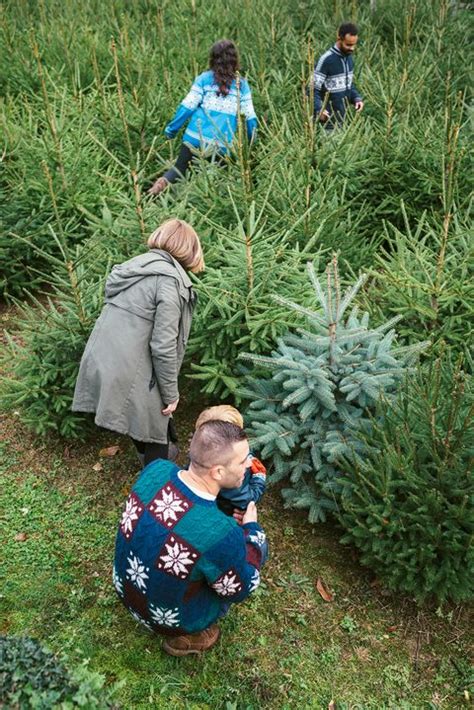 Christmas Tree Farms Near Me - Best Christmas Tree Farms in U.S.