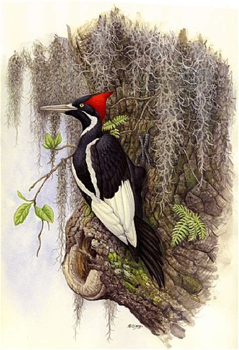 Natural History Artworks: An Ivory-billed Woodpecker