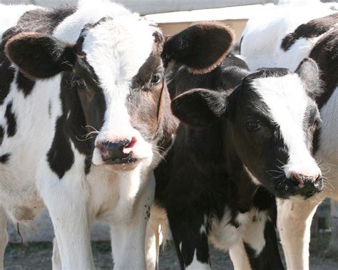 Holstein Calves Photograph by JL Creative Captures | Fine Art America