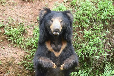 Free stock photo of #slothbear #predators #india