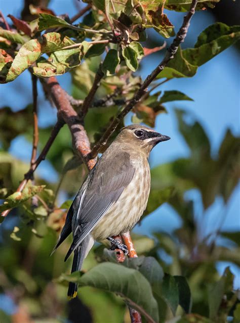 Juvenile Cedar Waxwing Photograph by Loree Johnson - Fine Art America