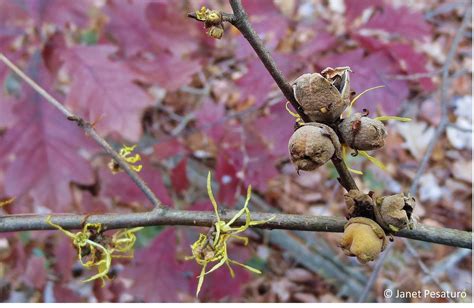 Witch hazel: Flowers, fruit capsules, and reproductive strategy