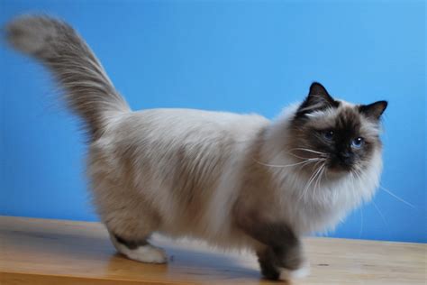 Birman Cat Info, History, Personality, Kittens, Diet, Picture