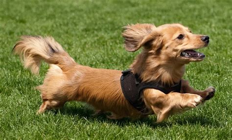 Meet the Adorable Red Long Haired Mini Dachshund Puppy - Click Here to See Cute Photos and Learn ...