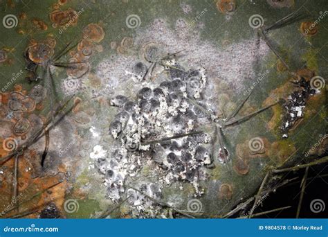 Cochineal insects stock photo. Image of acid, pest, aphid - 9804578