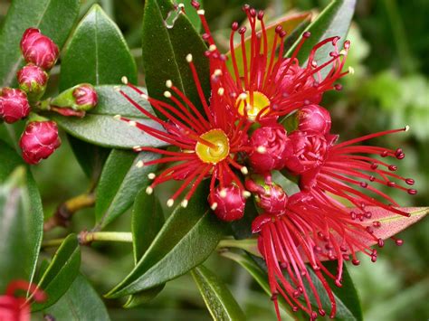 Metrosideros umbellata (Myrtaceae) image 19895 at PhytoImages.siu.edu