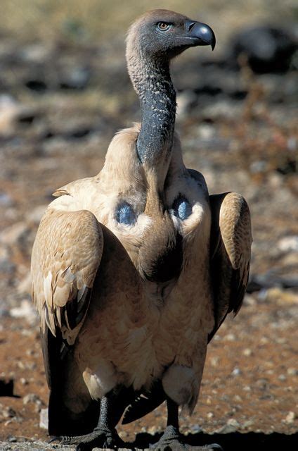 Cape Vulture - found mainly in South Africa, Lesotho, Botswana & some parts of N. Namibia ...