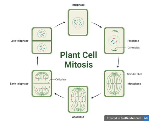 Mitosis- Definition, phases, Functions, Animal vs plant cells - Sciencevivid