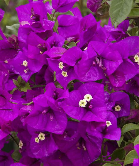 Purple Queen Bougainvillea - Pahl's Market - Apple Valley, MN