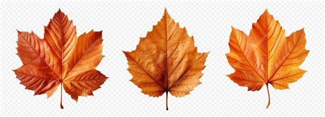 Premium Vector | Autumn leaf vector set isolated on white