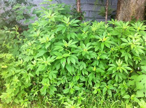 Help with shrubbery ID [solved: Giant Ragweed, ambrosia trifida] (plants forum at permies)