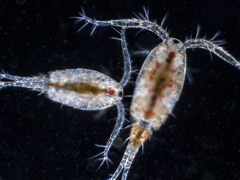 What are Copepods? – Science Communication