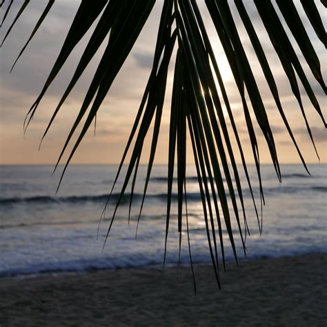 Download wallpaper 2780x2780 palm tree, branch, leaves, tropics, sea, beach ipad air, ipad air 2 ...