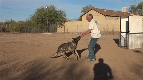 German Shepherd training IGP Schutzhund - YouTube