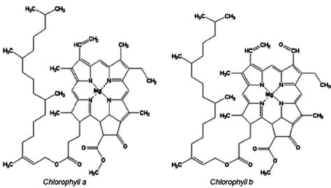 Molecular structure of chlorophyll a and chlorophyll b. | Download Scientific Diagram