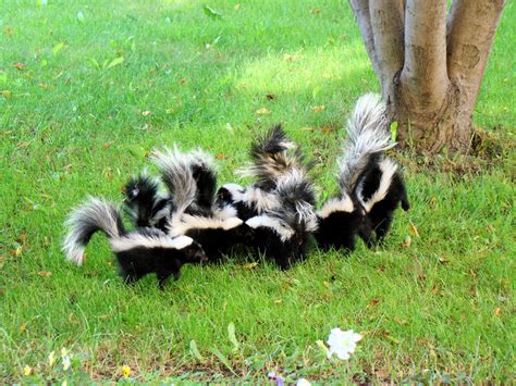 How Often Do Skunks Have Babies?