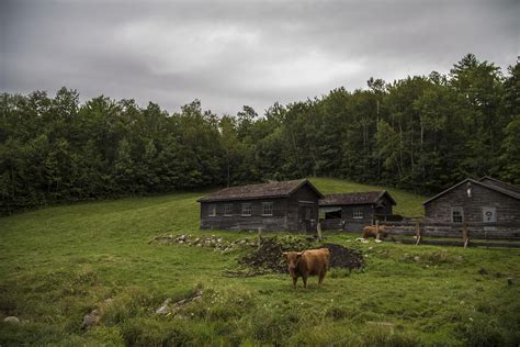 Vermont Farm with Cattle Photograph by John McGraw