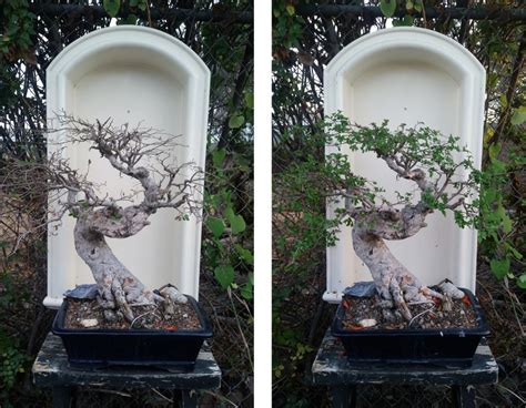 Chinese Elm Bonsai: status report | Mind Your Dirt