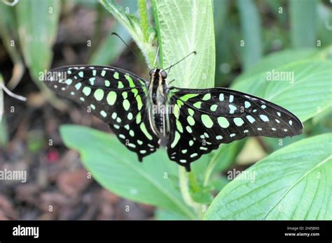 Stratford Butterfly Farm Stock Photo - Alamy