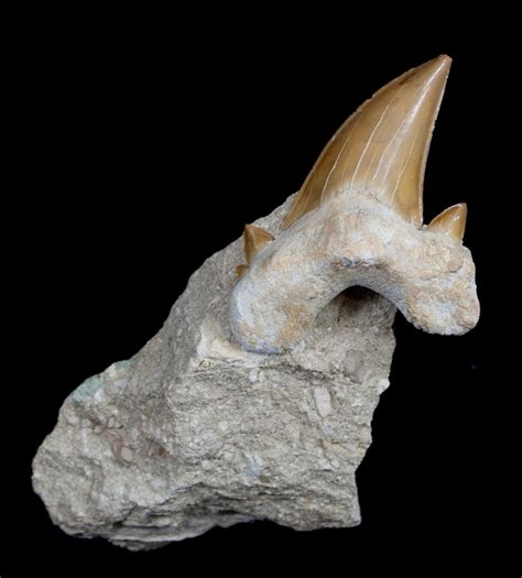 Large Fossil Otodus Shark Tooth In Matrix For Sale (#1712) - FossilEra.com