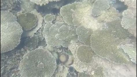 Lặn ngắm san hô ở Côn Đảo- Snorkeling & Watching Coral in Con Dao island - YouTube