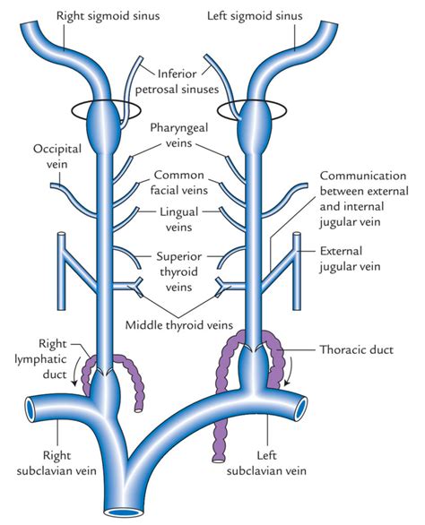 Internal Jugular Vein – Earth's Lab