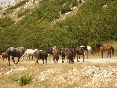 File:Livno wild horses (2).jpg