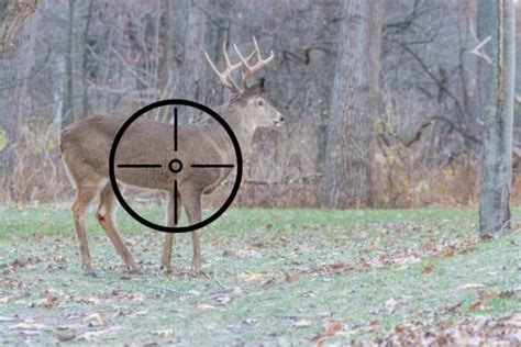 Where To Shoot A Deer: 6 Kill Zone Shot Placements with Graphics