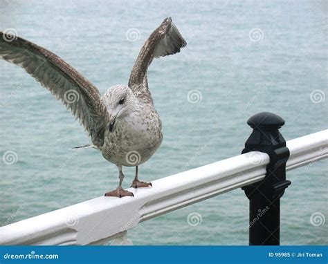 Seagull in Brighton stock image. Image of beach, seagull - 95985