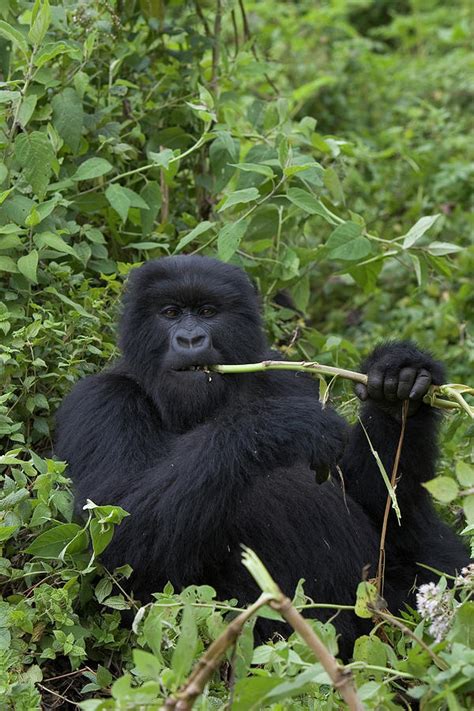 Mountain Gorilla Eating Wild Celery Photograph by Suzi Eszterhas - Fine ...