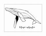 Whale Coloring Pages – Printable FREE sketch template