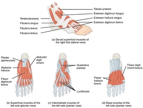 Foot Pain Treatment Specialist · 2022 Top Foot Doctor, Podiatrist ·NYC