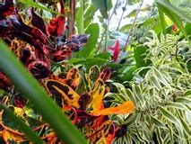 Rainforest Plants Stock Image - Image: 35523191