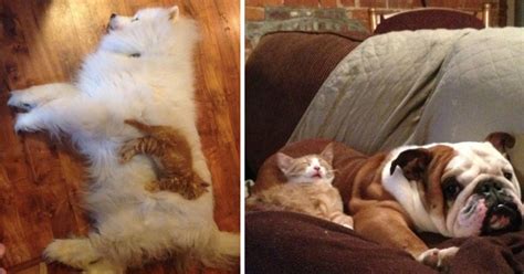 20 Funny Photos Of Cats Sleeping On Their Dog Friends