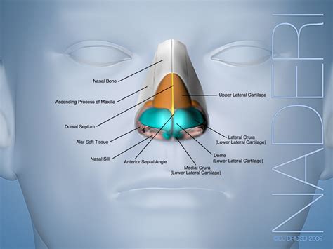 Nose Cartilage Diagram