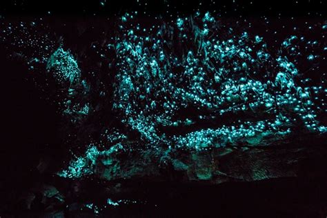 Waitomo Glowworm Caves Reviews | U.S. News Travel